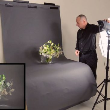 Which backdrop for flower photography